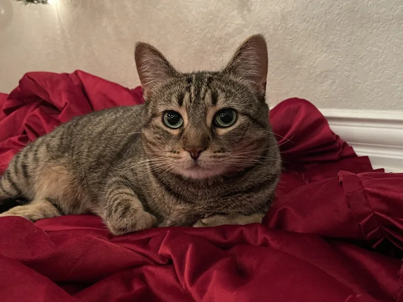 The photo it was made from: a tabby cat on red velvet